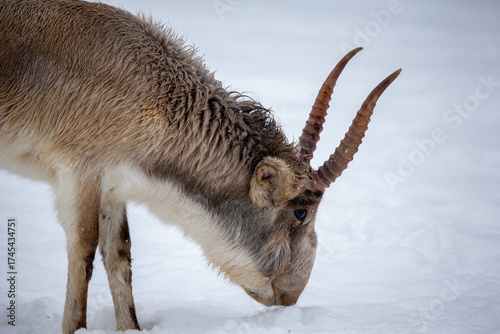 Fotografie The saiga, margach, or saiga antelope is an even-toed ungulate mammal from the subfamily of true antelopes