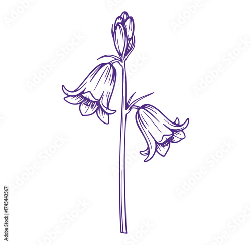 Detailed purple line art illustration of bluebell flowers on a white background