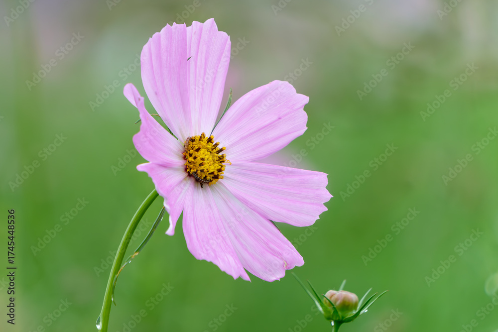 Obraz premium 薄紅色のコスモス一輪のクローズアップ