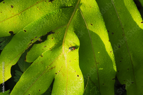 Close-up of a green metallic fly sitting on a fresh, dew-covered tropical leaf under sunlight