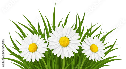 Three beautiful white daisy flowers with fresh green grass isolated on transparent background create a serene and natural spring time composition