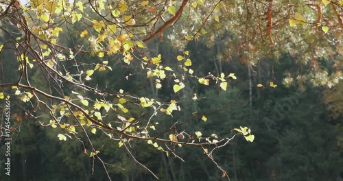 Tree with leaves on it. The leaves are yellow. The tree is in a forest