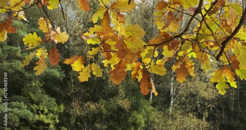 Tree with many leaves is in the foreground. The leaves are yellow and brown. The tree is in a forest