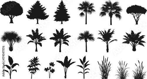 Tree silhouettes, plant silhouettes, botanical illustration, tropical trees, palm tree icons, conifer silhouettes, broadleaf trees, ornamental plants, landscape design