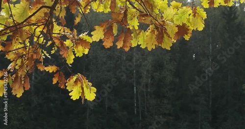 Tree with leaves that are yellow and brown. The tree is in a forest