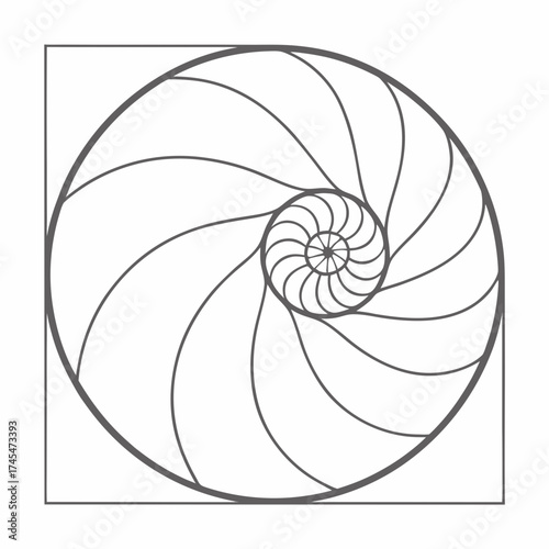 Golden ratio spiral, a mathematical beauty in nature