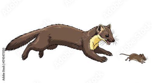 Brown Marten Chasing a Small Mouse in a Dynamic Pose.