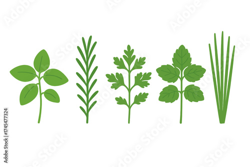 Set of fresh green culinary herbs: basil, rosemary, parsley, mint, and chives