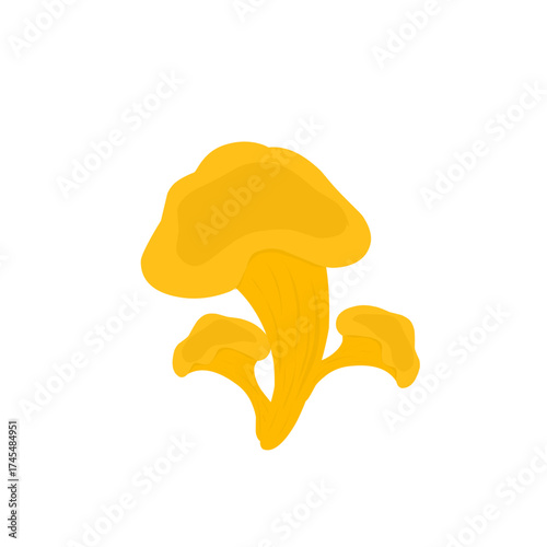 Illustration of chanterelle mushrooms. Illustration of yellow mushrooms. Illustration of wild mushrooms. Illustration of mushroom types