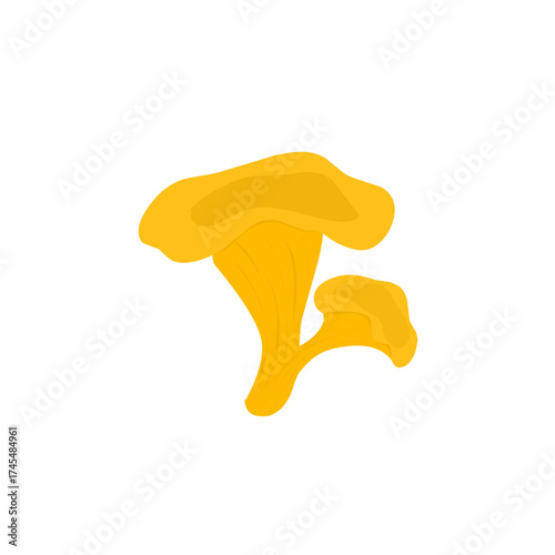 Illustration of chanterelle mushrooms. Illustration of yellow mushrooms. Illustration of wild mushrooms. Illustration of mushroom types
