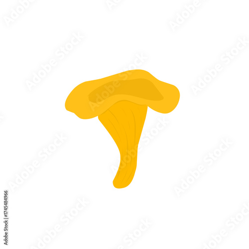 Illustration of chanterelle mushrooms. Illustration of yellow mushrooms. Illustration of wild mushrooms. Illustration of mushroom types