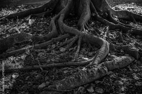 Black and White View of an Old Growth Forest Tree with Curving Ground Roots in a Bed of Fallen Leaves.