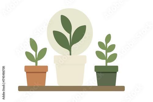 Minimalist arrangement of three potted houseplants with fresh green foliage on a wooden shelf