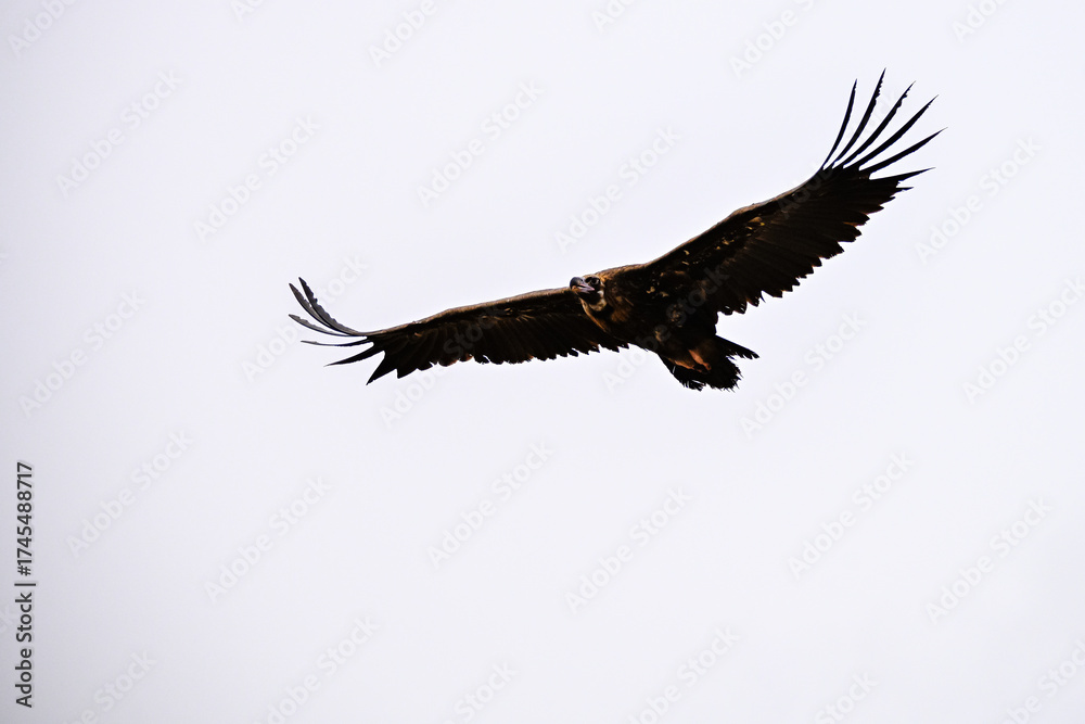 Obraz premium Griffon Vulture or Gyps fulvus in flight.