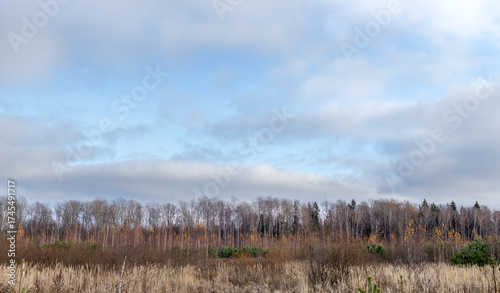 Panorama of the autumn forest at the edge of the field. Autumn forest panoramic landscape
