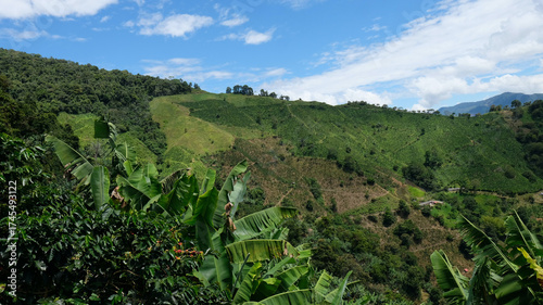 Coffee plantations landscape mixed with bananas plantations in the antioquia coffee region of Colombia