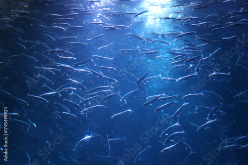 fish on the water