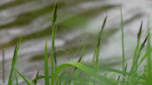 green grass in the wind by the water