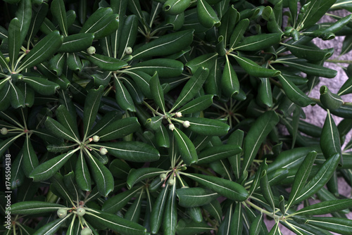 Pittosporum Fruits and leaves close up
