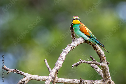 South Africa, Kruger National Park,  European Bee-eater (Merops apiaster)