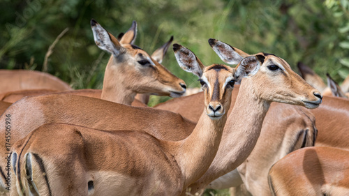 South Africa, Kruger National Park,  Impala (Aepyceros melampus)