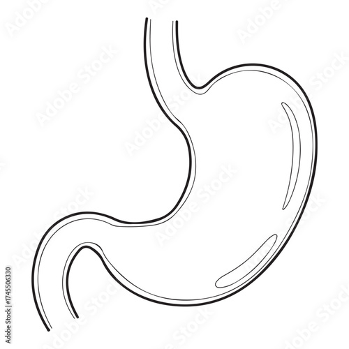 Anatomical illustration of the human stomach, a jshaped organ in the upper abdomen