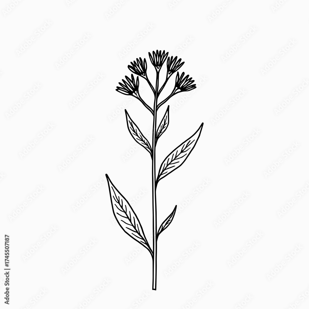 Obraz premium Line art illustration of a flower stem with leaves and buds 