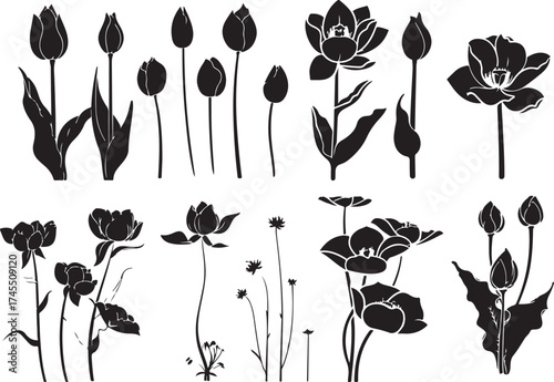 Timeless Botanical Art Silhouettes