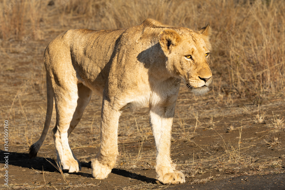 Obraz premium Lionesses (Panthera leo) playfully rubbing against each other near Olifantscamp in the Kruger National Park, Limpopo, South Africa 