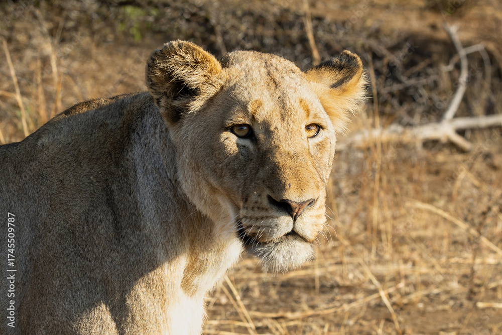 Fototapeta premium Lionesses (Panthera leo) playfully rubbing against each other near Olifantscamp in the Kruger National Park, Limpopo, South Africa 