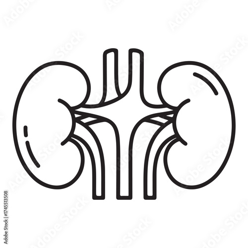 Stylized line art illustration of human kidneys