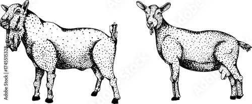 Detailed black-and-white engraving of two goats, one with a beard and one with udder, featuring intricate dot patterns. Ideal for farm or rustic art.