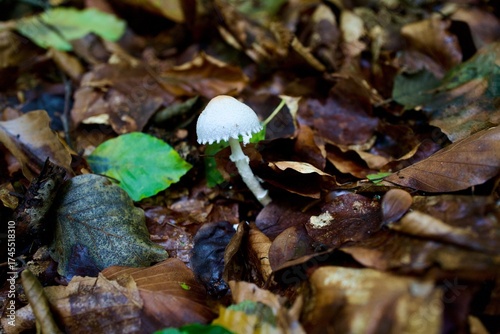 white mushroom in the forest at autumn