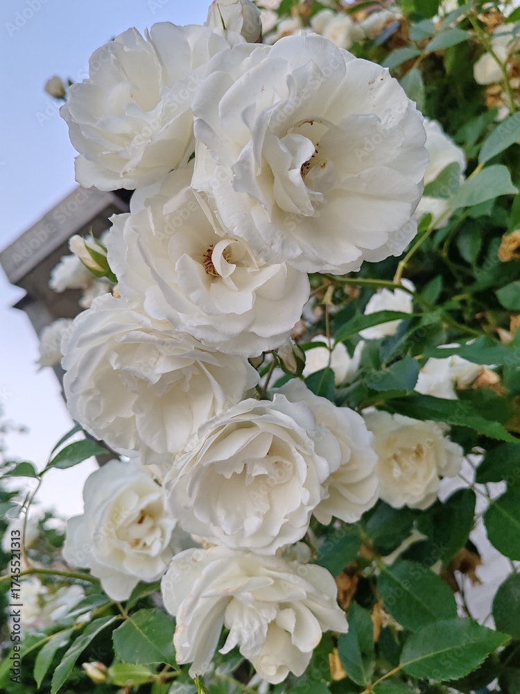 Obraz premium rose bush