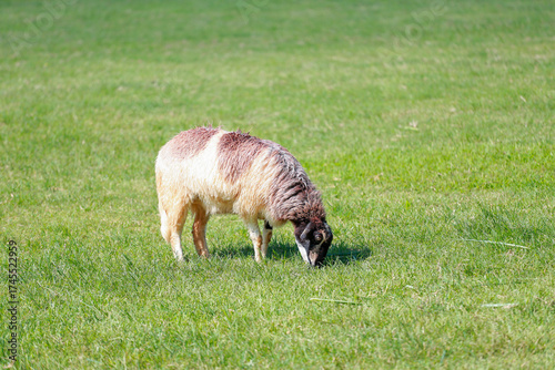 Close up the brown Sheep is rest in garden