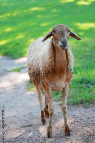 Close up the brown Sheep is rest in garden
