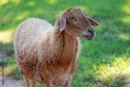 Close up the brown Sheep is rest in garden
