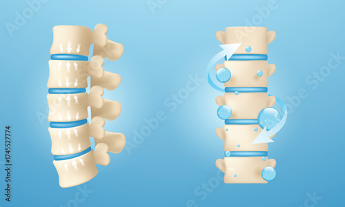 Spine Hydration Flow and Elasticity Vector Illustration.