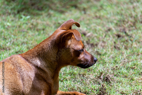 portrait of a pincher dog