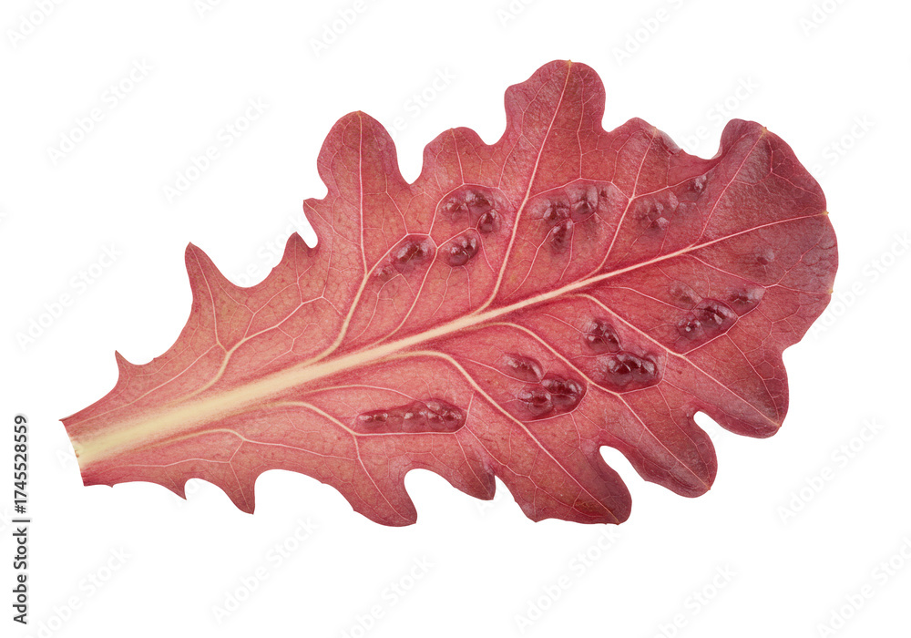 Naklejka premium Red oak leaf close up macro isolated