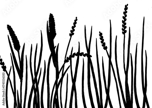 Fototapeta Silhouette de végétation