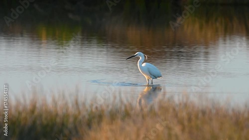 In the light of sunset, the elegant little egret (Egretta garzetta) searches for food in shallow water in a marsh or lake.