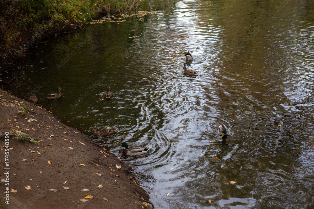 Fototapeta premium Whispers Of Forest Autumn Dreams