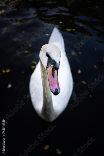 Fototapeta Overhead view of white swan in water facing forward