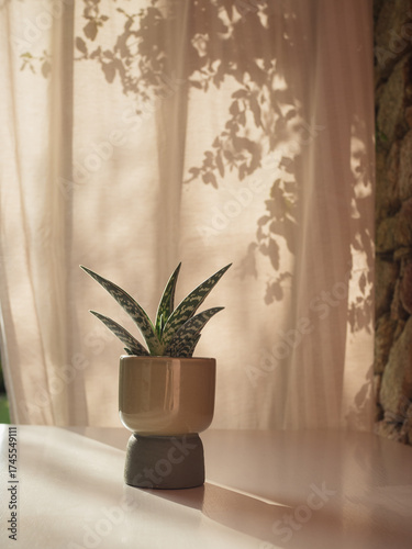 Zebra Haworthia in Green Pot on White Table, Stone Wall and Sunlit Patio Drapes with Floral Shadows, Vertical Close Up