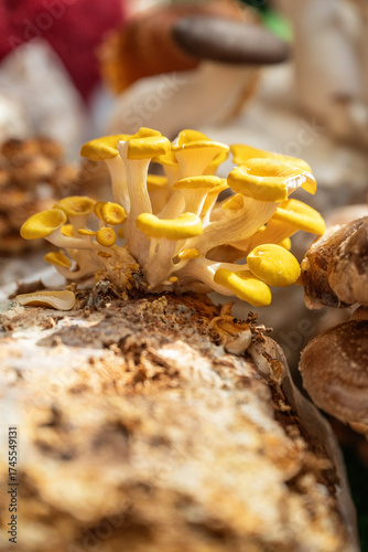 Fotografie A clump of Chanterelle mushrooms growing on a log