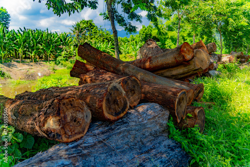 Harvesting wood. 

Logs (tree trunks) lie along the road. Vietnam's tropical climate, tropical vegetation. 