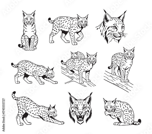 Vector of detailed hand-drawn set of a Lynx in various realistic poses, showcasing its distinct spotted coat and tufted ears. Wild Animals.