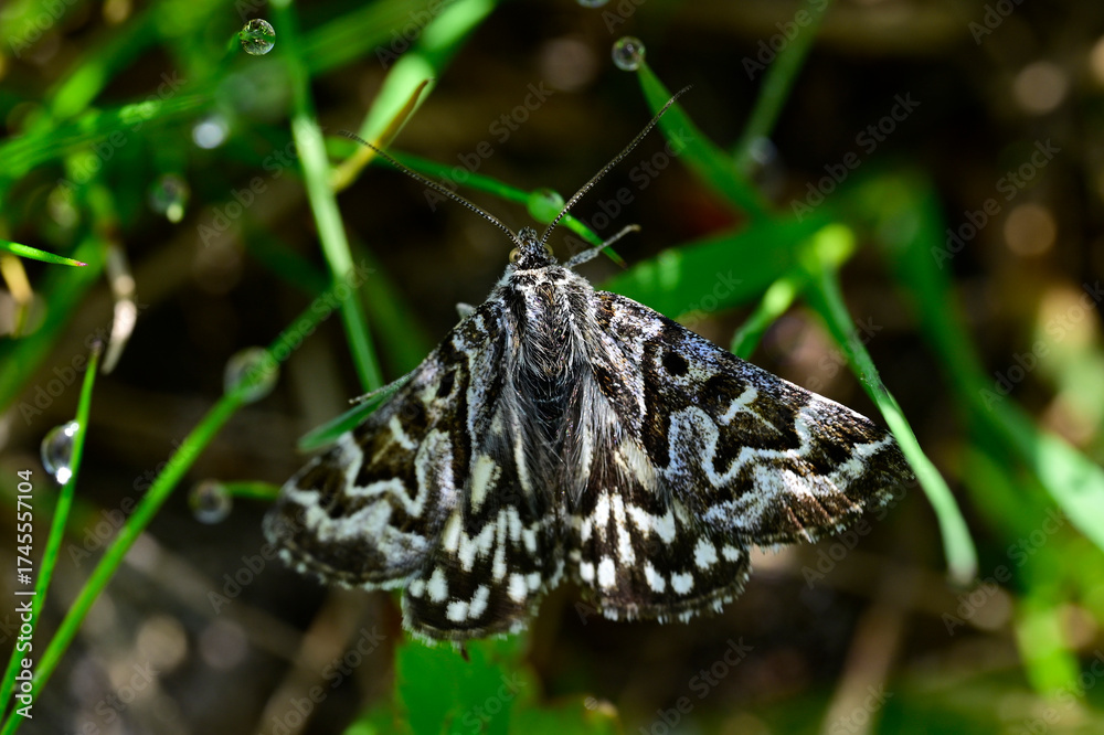 Fototapeta premium Mother Shipton moth // Scheck-Tageule (Euclidia mi) 