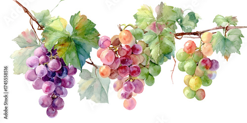 A watercolor painting of ripe grape clusters in various shades of pink, purple, and green, hanging from a vine with leaves, isolated on transparent background.
